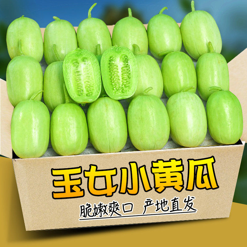 玉女黄瓜拇指小黄瓜新鲜蔬菜