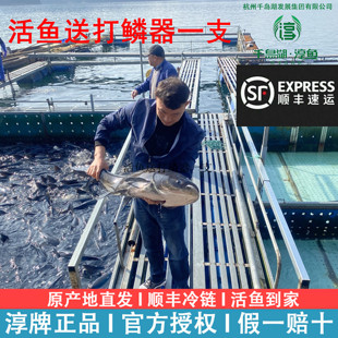 正宗千岛湖活鱼胖头鱼鲢鱼官方淳牌有机鱼大头鱼包头鱼头生鲜活鱼