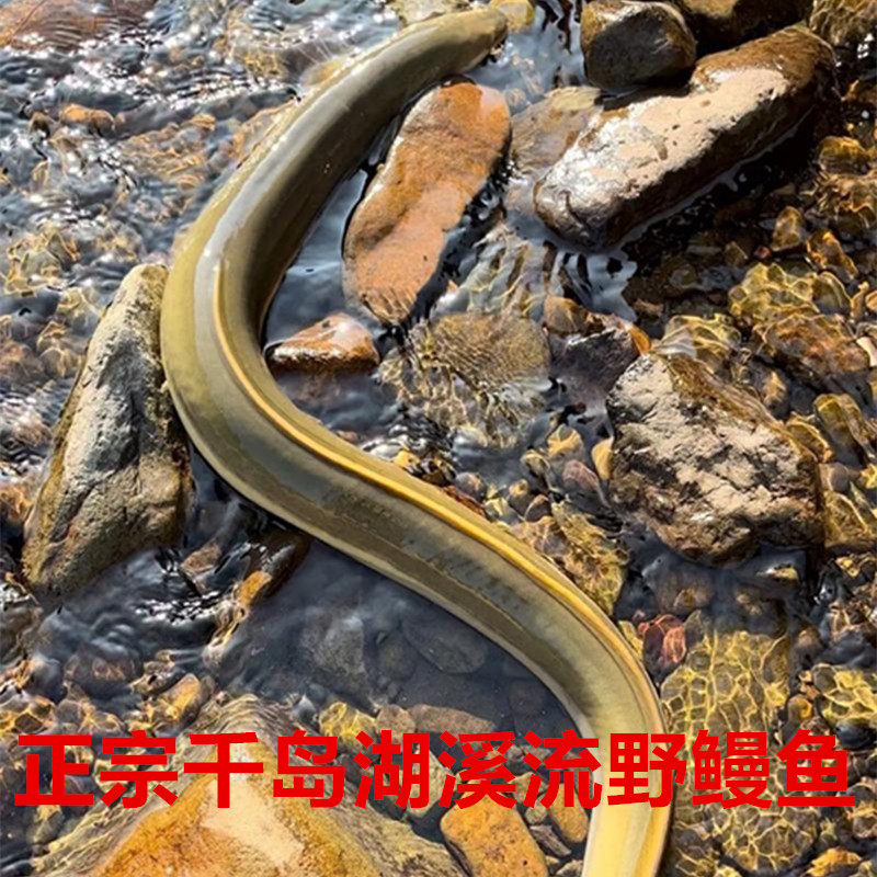 正宗野外鳗鱼千岛湖活鱼新鲜鳗鱼河鳗鱼白鳗鳗鲡青鳗整条顺丰包邮