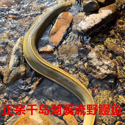 野外鳗鱼千岛湖鳗鱼可活体邮寄