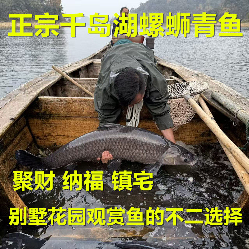 正宗千岛湖野外螺蛳青鱼活鱼青鱼