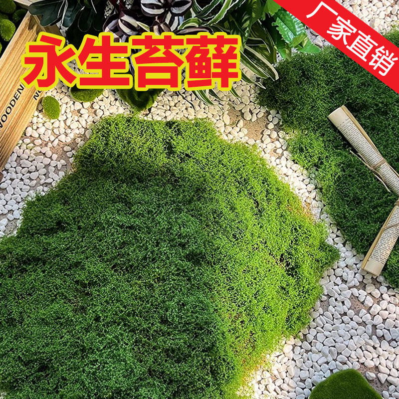 仿真苔藓草皮造景仿生绿植微景观花盆遮丑装饰假青苔桌面盆栽盆景