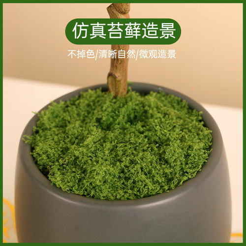 仿真苔藓草皮仿生假青苔人造景桌面花盆表面覆盖物遮丑盆栽铺面草