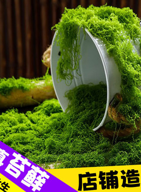 仿真苔藓草皮造景绿植微景观盆景盆栽仿生假青苔藓摆件绿植苔藓丝