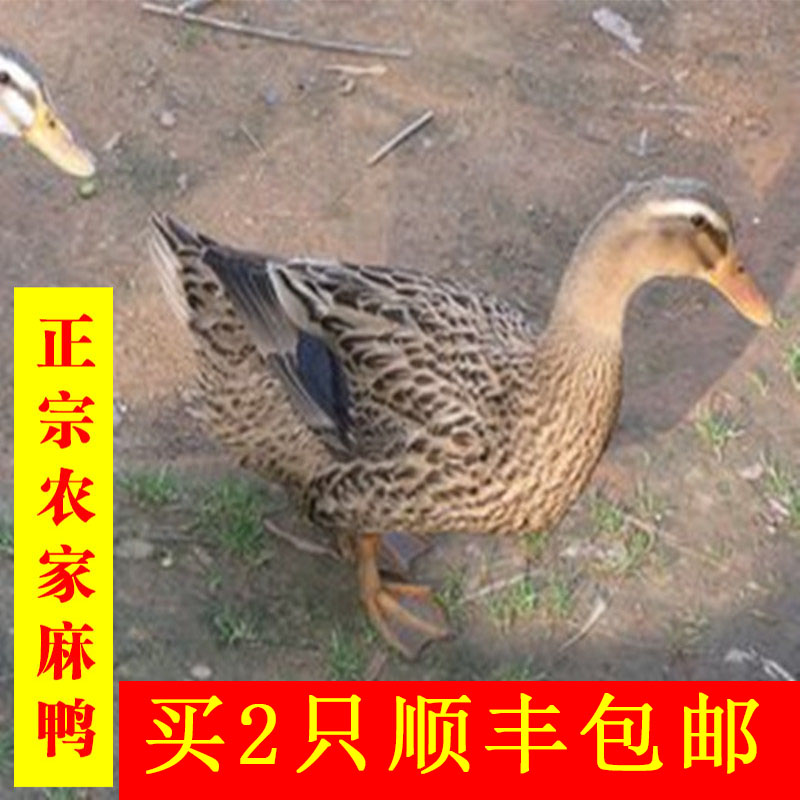正宗土鸭子整只湖南新鲜麻鸭肉农家散养水鸭现杀生鲜1件2只包邮
