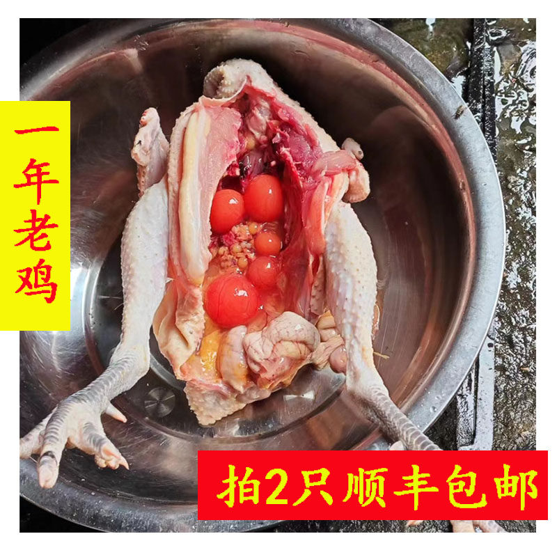 1年老母鸡 湖南农家散养土鸡草鸡新鲜现杀谷子鸡乌骨鸡公鸡月子鸡
