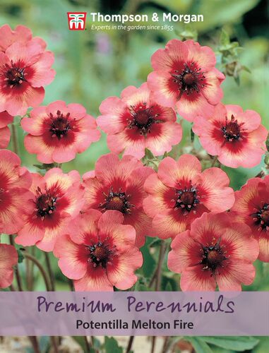 庭院 花海  别墅 进口花苗 委陵菜 梅尔顿火焰Melton Fire