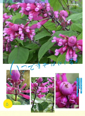 进口 总苞 鼠尾草 Salvia involucrata Bethellii 耐寒零下十度