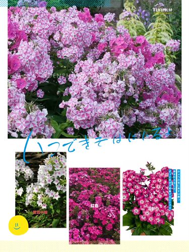 雅致花语福禄考耐寒耐热花苗