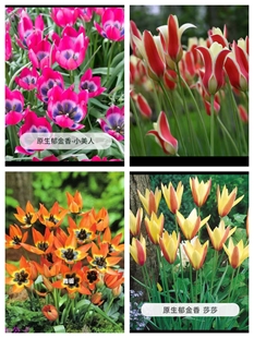 进口 原生郁金香 种球 多年生 阳台  9厘米盆苗一盆两棵种球