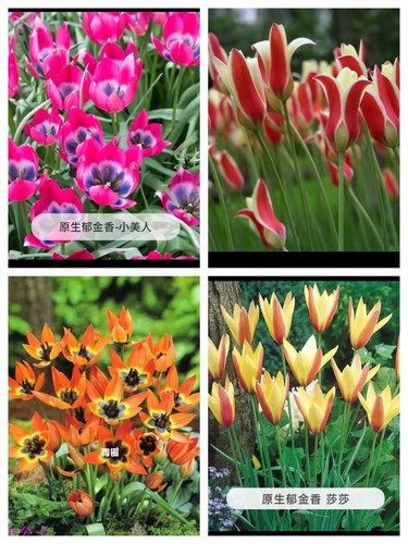 进口 原生郁金香 种球 多年生 阳台  9厘米盆苗2球花期已经过去