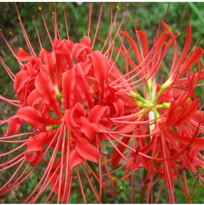 彼岸花 种球 特级球 确保开花球咱不卖那些2年后开花的小球3球价