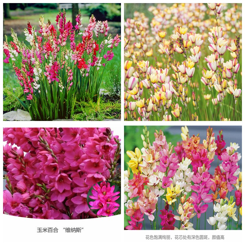 现货 秋播 进口 南非玉米百合 种球 多年生耐寒