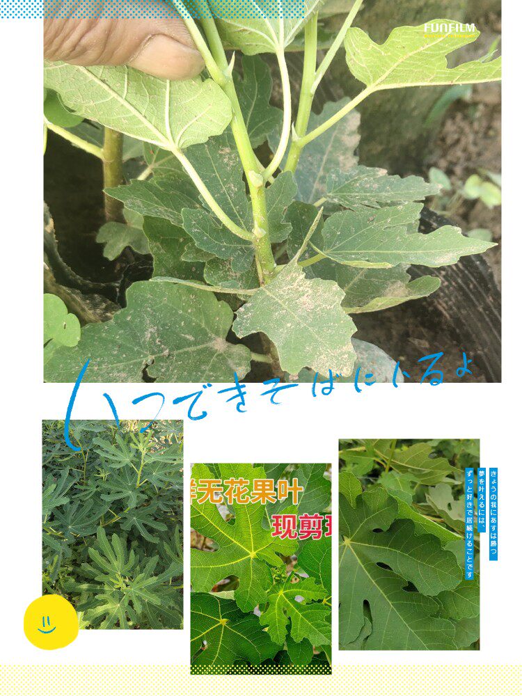 无花果叶  痣  疮新鲜药用无花果叶子新鲜晒干当季新货药材