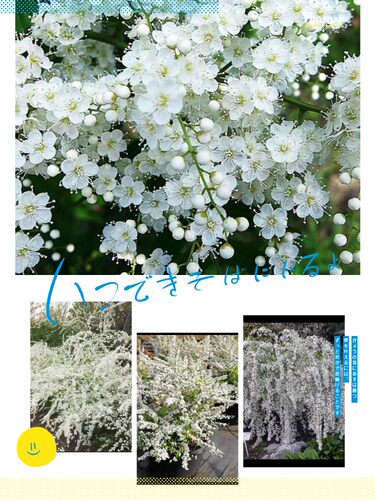 花海 花园 庭院 喷雪花 木本花卉 高耐寒耐热早春开花