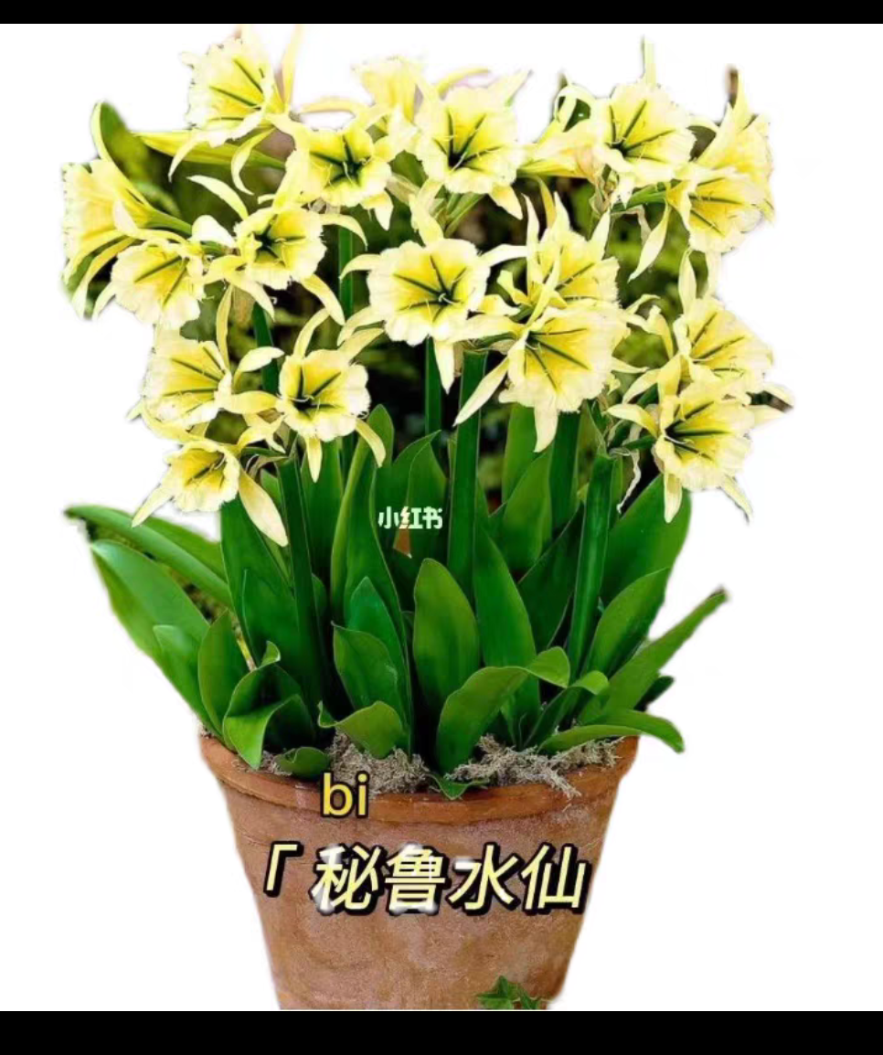 雅致--花语  进口 秘鲁水仙 多年生宿根球根花卉 耐寒耐热