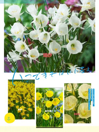 现货 围裙水仙种球 秋植种球 耐寒 花期冬春季