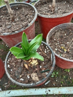 地中海蓝钟花盆栽开花苗 多年生耐寒球根花卉 花期春季