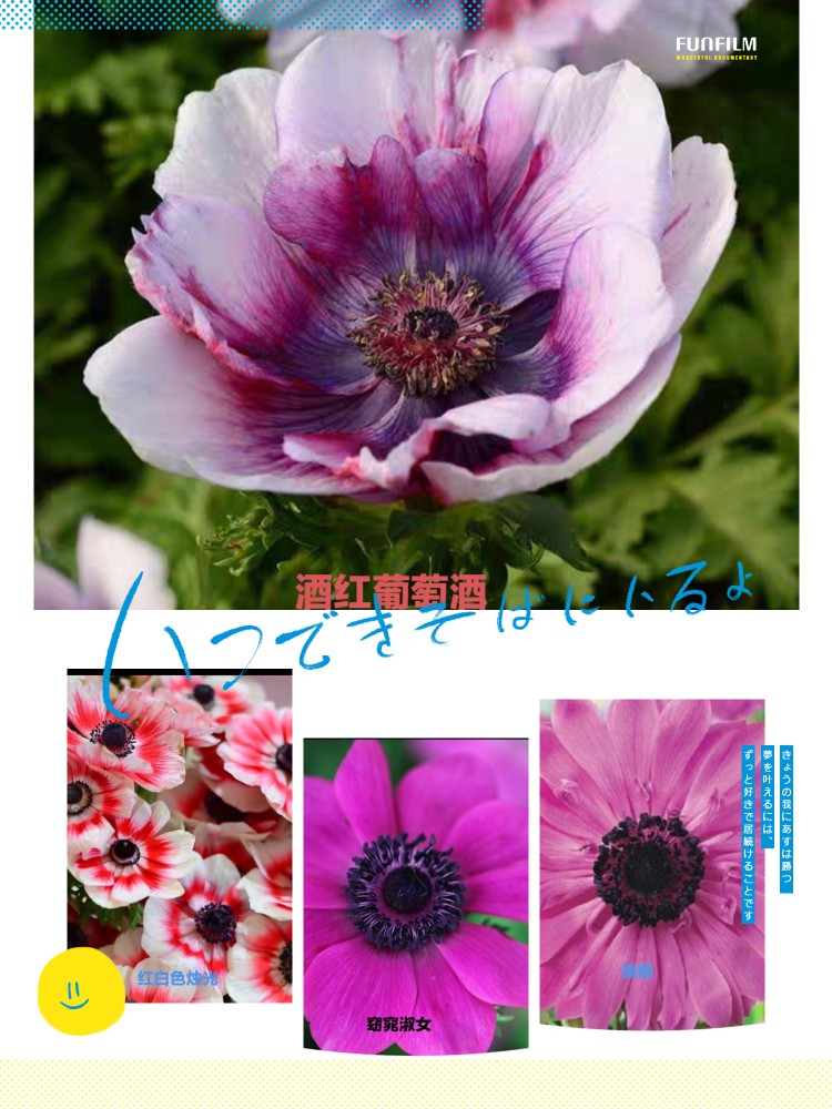 现货 银莲花 秋植 球根 蒙娜丽莎系列 花期冬春夏季 花期长 耐寒