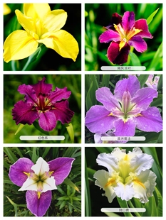 路易斯安那鸢尾 宿根常绿鸢尾花苗 耐寒耐热耐涝耐旱10厘米盆苗