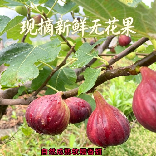新鲜无花果四川无花果顺丰新鲜现摘皮薄肉嫩清甜无渣当季水果清甜