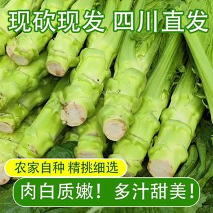 四川新鲜棒菜特产棒棒菜现挖应季蔬菜青芥菜农家自种兜兜菜头