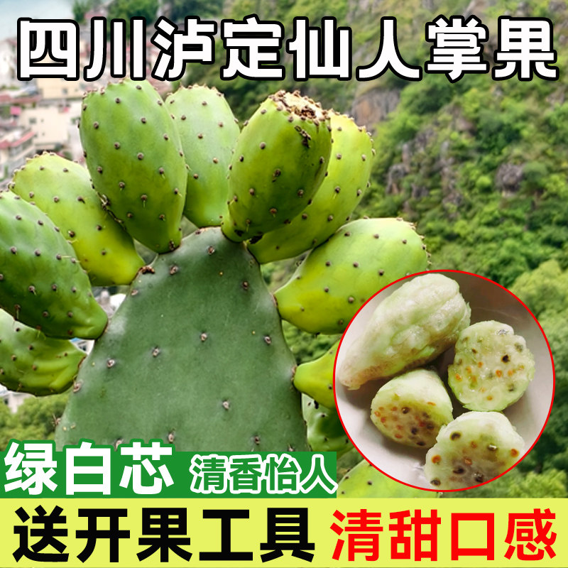 泸定大山仙人掌果绿白芯果实