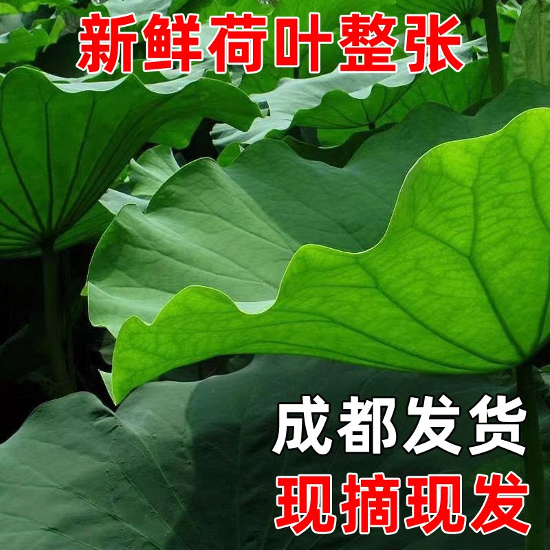 【12张新鲜荷叶】四川现摘新鲜荷叶整张莲叶荷叶饭荷叶鸡荷叶茶
