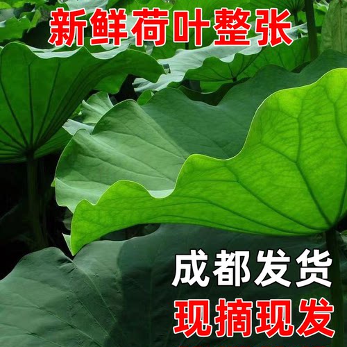 尺寸大小可选现摘新鲜荷叶整张