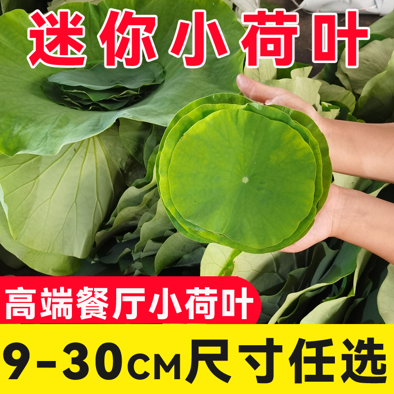 高端餐厅指定小荷叶9-30cm