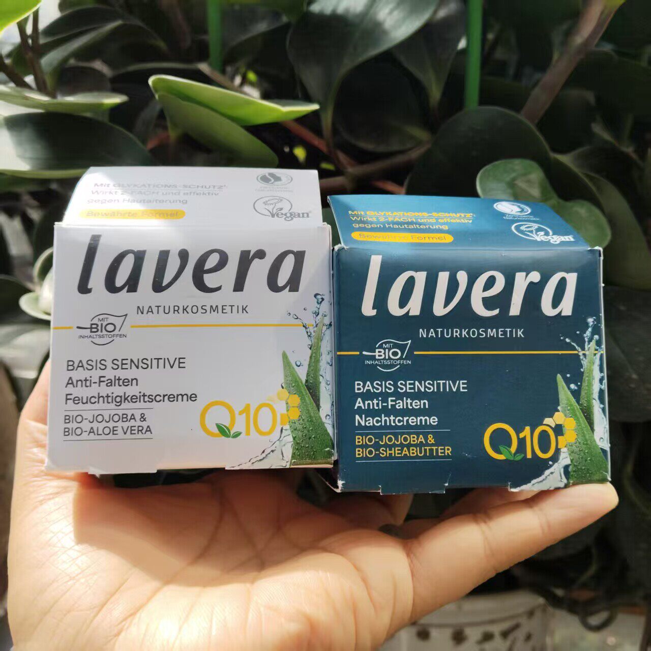 德国拉薇乳木果霍霍巴芦荟Q10防敏感抗皱套装早晚日霜晚霜