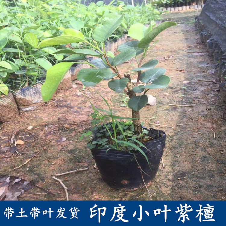 正宗印度小叶紫檀树苗珍稀红木树种檀香紫檀苗带土发货保成活包邮