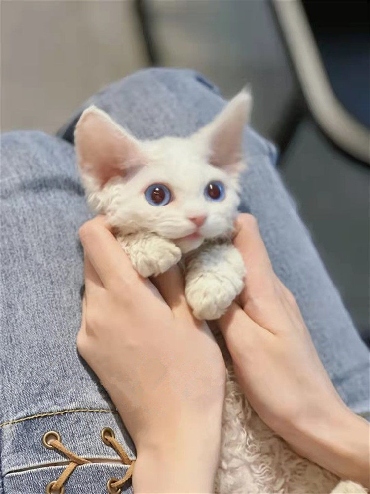 德文卷毛猫短毛可爱异瞳宠物猫活体幼猫赛级血统无毛白色北京猫舍