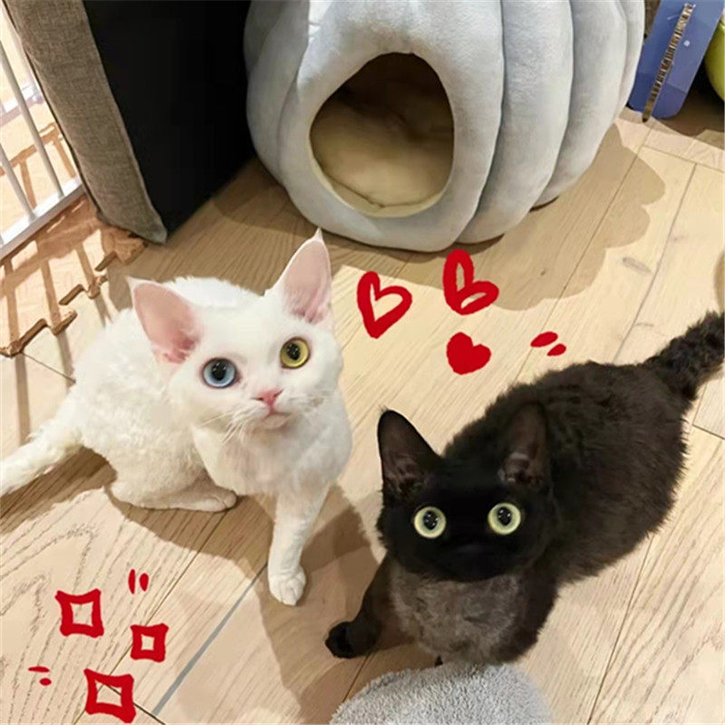 纯黑德文卷毛猫异瞳活体帝王猫白色幼猫纯种血统猫不掉毛北京猫舍