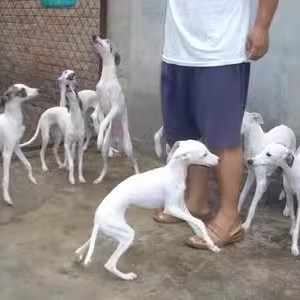 细犬格力犬幼犬灵缇犬惠比特犬格慧犬比格犬纯种山东细狗活体猎犬