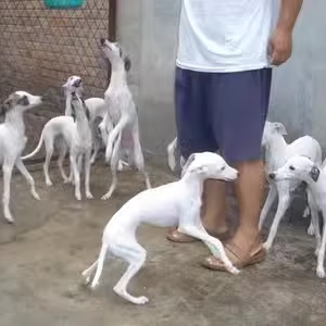 纯种格力犬幼犬灵缇犬惠比特犬格慧犬比格犬山东细犬狗狗活体猎犬