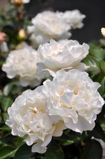 雪野一梦/奶油泡芙/踏雪 月季 小苗 日本灌木月季 浓香