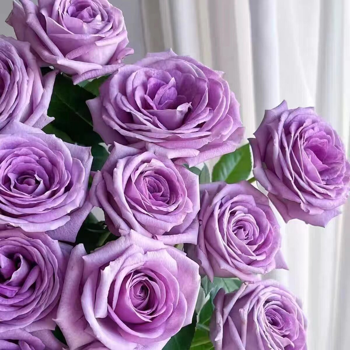 新品 紫罗兰骄傲/维奥莱特 月季花苗灌木大花浓香重瓣勤花月季