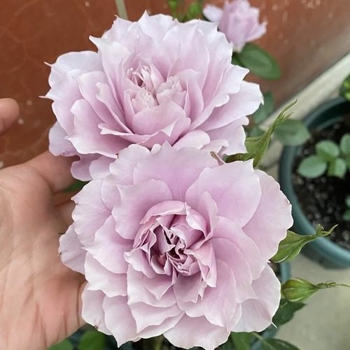 幻紫月季扦插花苗大花淡香美人尖丰花耐热抗病强花量超多阳台庭院