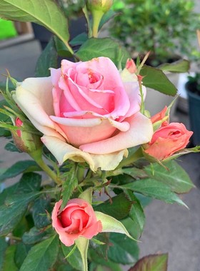 新星月季扦插花苗多季勤花阳台盆栽丰花多分枝微月粉绿色庭院切花