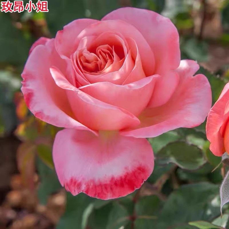 梅昂小姐/梅兰小姐大花浓香