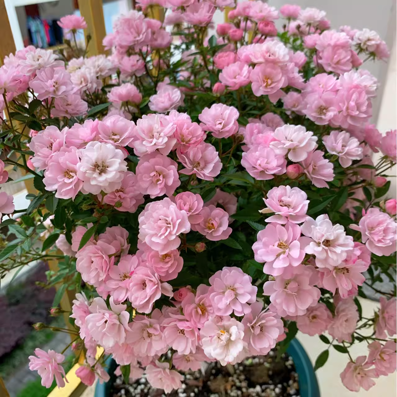 味景日本超微月季樱坂月