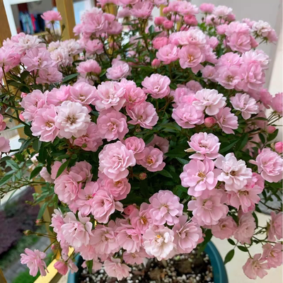 味景日本超微月季樱坂月