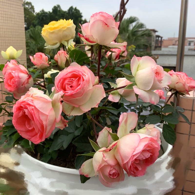 丰花月季可爱多微月阳台花卉抗病性好盆栽庭院地栽绿植带土发货