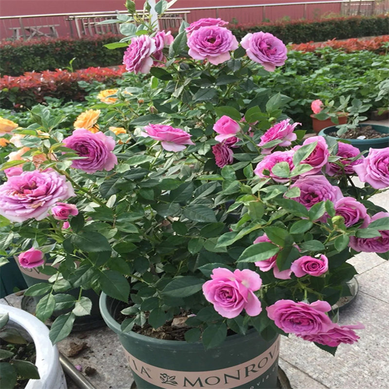 水星王阳台月季盆栽花苗阳台庭院多花大花微月 玫瑰花苗