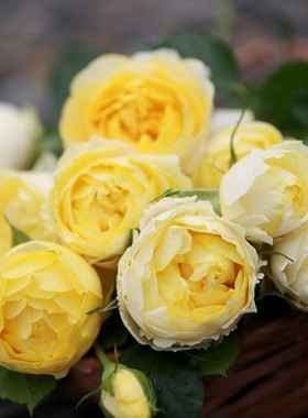 阳光笑容月季黄色大花耐热耐雨淋抗病强微香花期长阳台庭院盆栽苗