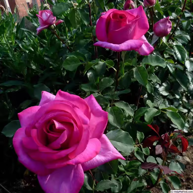 味景季径超皇大月诉园后