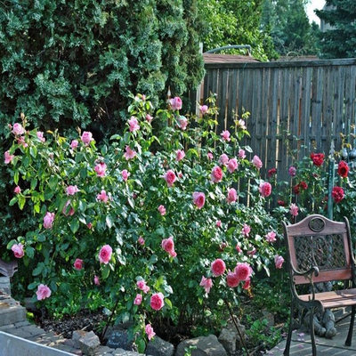 月季莫利纳尔玫瑰(La Rose de Molinard)浓香大花灌木