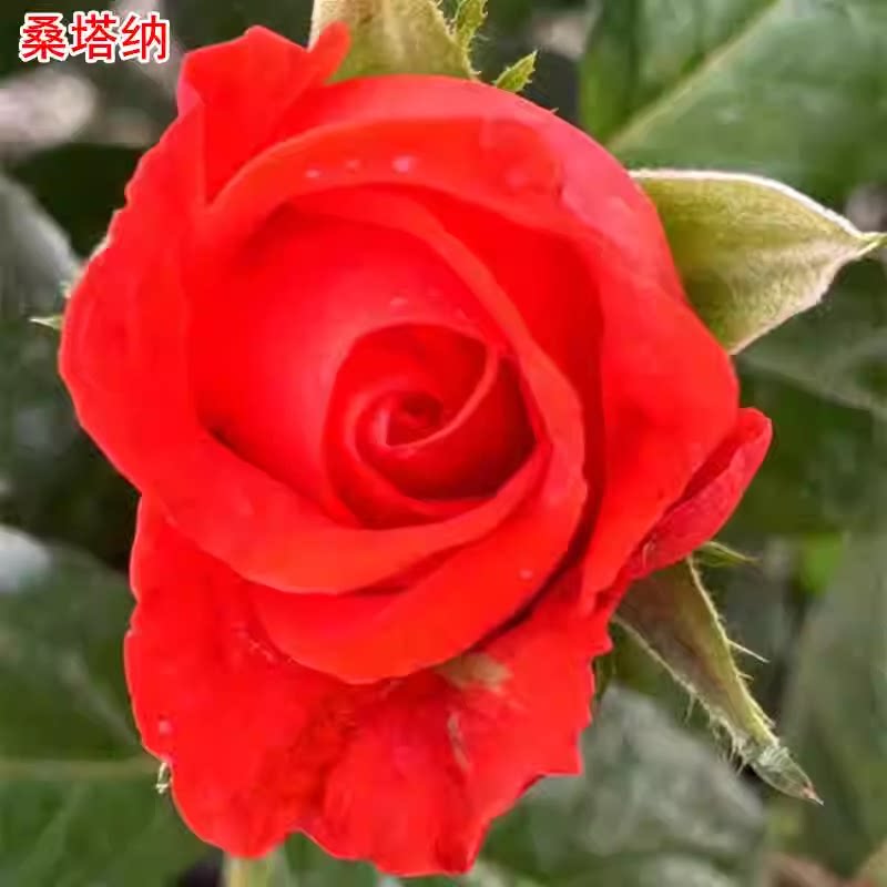 味景超新品桑塔纳切花玫
