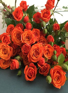 橙色芭比 多头玫瑰鲜花 切花月季勤花 花苗 盆地栽